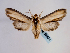  ( - BC ZSM Lep 58624)  @14 [ ] CreativeCommons - Attribution Non-Commercial Share-Alike (2012) Axel Hausmann/Bavarian State Collection of Zoology (ZSM) SNSB, Zoologische Staatssammlung Muenchen