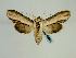  (Shargacucullia gozmanyi - BC ZSM Lep 58625)  @14 [ ] CreativeCommons - Attribution Non-Commercial Share-Alike (2012) Axel Hausmann/Bavarian State Collection of Zoology (ZSM) SNSB, Zoologische Staatssammlung Muenchen