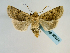  ( - BC ZSM Lep 58634)  @13 [ ] CreativeCommons - Attribution Non-Commercial Share-Alike (2012) Axel Hausmann/Bavarian State Collection of Zoology (ZSM) SNSB, Zoologische Staatssammlung Muenchen