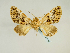  ( - BC ZSM Lep 58645)  @12 [ ] CreativeCommons - Attribution Non-Commercial Share-Alike (2012) Axel Hausmann/Bavarian State Collection of Zoology (ZSM) SNSB, Zoologische Staatssammlung Muenchen