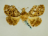  (Ortopla iarbasalis - BC ZSM Lep 58648)  @13 [ ] Copyright (2012) Axel Hausmann/Bavarian State Collection of Zoology (ZSM) SNSB, Zoologische Staatssammlung Muenchen