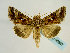  ( - BC ZSM Lep 58667)  @14 [ ] CreativeCommons - Attribution Non-Commercial Share-Alike (2012) Axel Hausmann/Bavarian State Collection of Zoology (ZSM) SNSB, Zoologische Staatssammlung Muenchen