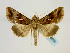  ( - BC ZSM Lep 58669)  @14 [ ] CreativeCommons - Attribution Non-Commercial Share-Alike (2012) Axel Hausmann/Bavarian State Collection of Zoology (ZSM) SNSB, Zoologische Staatssammlung Muenchen