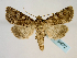  (Conisania arida - BC ZSM Lep 58672)  @14 [ ] CreativeCommons - Attribution Non-Commercial Share-Alike (2012) Axel Hausmann/Bavarian State Collection of Zoology (ZSM) SNSB, Zoologische Staatssammlung Muenchen
