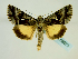  ( - BC ZSM Lep 58673)  @14 [ ] CreativeCommons - Attribution Non-Commercial Share-Alike (2012) Axel Hausmann/Bavarian State Collection of Zoology (ZSM) SNSB, Zoologische Staatssammlung Muenchen