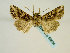  (Anarta imperspicua - BC ZSM Lep 58684)  @13 [ ] CreativeCommons - Attribution Non-Commercial Share-Alike (2012) Axel Hausmann/Bavarian State Collection of Zoology (ZSM) SNSB, Zoologische Staatssammlung Muenchen