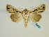  ( - BC ZSM Lep 58687)  @12 [ ] CreativeCommons - Attribution Non-Commercial Share-Alike (2012) Axel Hausmann/Bavarian State Collection of Zoology (ZSM) SNSB, Zoologische Staatssammlung Muenchen