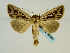  ( - BC ZSM Lep 58689)  @12 [ ] CreativeCommons - Attribution Non-Commercial Share-Alike (2012) Axel Hausmann/Bavarian State Collection of Zoology (ZSM) SNSB, Zoologische Staatssammlung Muenchen