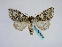  ( - BC ZSM Lep 58699)  @13 [ ] CreativeCommons - Attribution Non-Commercial Share-Alike (2012) Axel Hausmann/Bavarian State Collection of Zoology (ZSM) SNSB, Zoologische Staatssammlung Muenchen