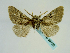  ( - BC ZSM Lep 58708)  @12 [ ] CreativeCommons - Attribution Non-Commercial Share-Alike (2012) Axel Hausmann/Bavarian State Collection of Zoology (ZSM) SNSB, Zoologische Staatssammlung Muenchen