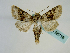  ( - BC ZSM Lep 58716)  @14 [ ] CreativeCommons - Attribution Non-Commercial Share-Alike (2012) Axel Hausmann/Bavarian State Collection of Zoology (ZSM) SNSB, Zoologische Staatssammlung Muenchen