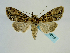  ( - BC ZSM Lep 58719)  @13 [ ] CreativeCommons - Attribution Non-Commercial Share-Alike (2012) Axel Hausmann/Bavarian State Collection of Zoology (ZSM) SNSB, Zoologische Staatssammlung Muenchen
