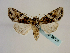  ( - BC ZSM Lep 58720)  @13 [ ] CreativeCommons - Attribution Non-Commercial Share-Alike (2012) Axel Hausmann/Bavarian State Collection of Zoology (ZSM) SNSB, Zoologische Staatssammlung Muenchen