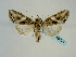  ( - BC ZSM Lep 58721)  @13 [ ] CreativeCommons - Attribution Non-Commercial Share-Alike (2012) Axel Hausmann/Bavarian State Collection of Zoology (ZSM) SNSB, Zoologische Staatssammlung Muenchen