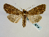  ( - BC ZSM Lep 58722)  @14 [ ] CreativeCommons - Attribution Non-Commercial Share-Alike (2012) Axel Hausmann/Bavarian State Collection of Zoology (ZSM) SNSB, Zoologische Staatssammlung Muenchen