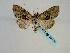  (Lasionycta hospita - BC ZSM Lep 58725)  @13 [ ] CreativeCommons - Attribution Non-Commercial Share-Alike (2012) Axel Hausmann/Bavarian State Collection of Zoology (ZSM) SNSB, Zoologische Staatssammlung Muenchen