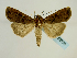  (Euxoa ochrogaster - BC ZSM Lep 58738)  @14 [ ] CreativeCommons - Attribution Non-Commercial Share-Alike (2012) Axel Hausmann/Bavarian State Collection of Zoology (ZSM) SNSB, Zoologische Staatssammlung Muenchen