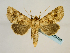  (Conisania - BC ZSM Lep 58760)  @15 [ ] CreativeCommons - Attribution Non-Commercial Share-Alike (2012) Axel Hausmann/Bavarian State Collection of Zoology (ZSM) SNSB, Zoologische Staatssammlung Muenchen