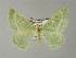  (Thetidia silvia - BC ZSM Lep 60021)  @13 [ ] CreativeCommons - Attribution Non-Commercial Share-Alike (2012) Axel Hausmann/Bavarian State Collection of Zoology (ZSM) SNSB, Zoologische Staatssammlung Muenchen