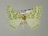  ( - BC ZSM Lep 60022)  @14 [ ] CreativeCommons - Attribution Non-Commercial Share-Alike (2012) Axel Hausmann/Bavarian State Collection of Zoology (ZSM) SNSB, Zoologische Staatssammlung Muenchen