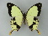  ( - BC ZSM Lep 60033)  @13 [ ] CreativeCommons - Attribution Non-Commercial Share-Alike (2012) Axel Hausmann/Bavarian State Collection of Zoology (ZSM) SNSB, Zoologische Staatssammlung Muenchen