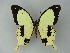  ( - BC ZSM Lep 60034)  @14 [ ] CreativeCommons - Attribution Non-Commercial Share-Alike (2012) Axel Hausmann/Bavarian State Collection of Zoology (ZSM) SNSB, Zoologische Staatssammlung Muenchen