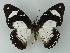  ( - BC ZSM Lep 60035)  @13 [ ] CreativeCommons - Attribution Non-Commercial Share-Alike (2012) Axel Hausmann/Bavarian State Collection of Zoology (ZSM) SNSB, Zoologische Staatssammlung Muenchen