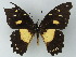  ( - BC ZSM Lep 60036)  @12 [ ] CreativeCommons - Attribution Non-Commercial Share-Alike (2012) Axel Hausmann/Bavarian State Collection of Zoology (ZSM) SNSB, Zoologische Staatssammlung Muenchen