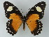  ( - BC ZSM Lep 60037)  @13 [ ] CreativeCommons - Attribution Non-Commercial Share-Alike (2012) Axel Hausmann/Bavarian State Collection of Zoology (ZSM) SNSB, Zoologische Staatssammlung Muenchen