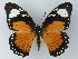  ( - BC ZSM Lep 60038)  @13 [ ] CreativeCommons - Attribution Non-Commercial Share-Alike (2012) Axel Hausmann/Bavarian State Collection of Zoology (ZSM) SNSB, Zoologische Staatssammlung Muenchen