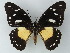  (Papilio dardanus - BC ZSM Lep 60039)  @15 [ ] CreativeCommons - Attribution Non-Commercial Share-Alike (2012) Axel Hausmann/Bavarian State Collection of Zoology (ZSM) SNSB, Zoologische Staatssammlung Muenchen