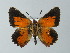  ( - BC ZSM Lep 60073)  @15 [ ] CreativeCommons - Attribution Non-Commercial Share-Alike (2012) Axel Hausmann/Bavarian State Collection of Zoology (ZSM) SNSB, Zoologische Staatssammlung Muenchen