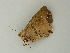  ( - BC ZSM Lep 60714)  @13 [ ] CreativeCommons - Attribution Non-Commercial Share-Alike (2012) Axel Hausmann/Bavarian State Collection of Zoology (ZSM) SNSB, Zoologische Staatssammlung Muenchen