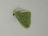  ( - BC ZSM Lep 60715)  @12 [ ] CreativeCommons - Attribution Non-Commercial Share-Alike (2012) Axel Hausmann/Bavarian State Collection of Zoology (ZSM) SNSB, Zoologische Staatssammlung Muenchen
