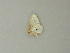  ( - BC ZSM Lep 60717)  @12 [ ] CreativeCommons - Attribution Non-Commercial Share-Alike (2012) Axel Hausmann/Bavarian State Collection of Zoology (ZSM) SNSB, Zoologische Staatssammlung Muenchen