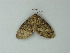  ( - BC ZSM Lep 60718)  @13 [ ] CreativeCommons - Attribution Non-Commercial Share-Alike (2012) Axel Hausmann/Bavarian State Collection of Zoology (ZSM) SNSB, Zoologische Staatssammlung Muenchen
