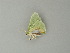  ( - BC ZSM Lep 60719)  @12 [ ] CreativeCommons - Attribution Non-Commercial Share-Alike (2012) Axel Hausmann/Bavarian State Collection of Zoology (ZSM) SNSB, Zoologische Staatssammlung Muenchen