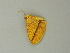  ( - BC ZSM Lep 60733)  @12 [ ] CreativeCommons - Attribution Non-Commercial Share-Alike (2012) Axel Hausmann/Bavarian State Collection of Zoology (ZSM) SNSB, Zoologische Staatssammlung Muenchen