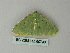  (Nemoria AH06Pe - BC ZSM Lep 60740)  @12 [ ] CreativeCommons - Attribution Non-Commercial Share-Alike (2012) Axel Hausmann/Bavarian State Collection of Zoology (ZSM) SNSB, Zoologische Staatssammlung Muenchen