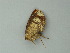  ( - BC ZSM Lep 60753)  @12 [ ] CreativeCommons - Attribution Non-Commercial Share-Alike (2012) Axel Hausmann/Bavarian State Collection of Zoology (ZSM) SNSB, Zoologische Staatssammlung Muenchen
