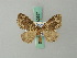  (Lampropteryx minna - BC ZSM Lep 62657)  @12 [ ] CreativeCommons - Attribution Non-Commercial Share-Alike (2012) Axel Hausmann/Bavarian State Collection of Zoology (ZSM) SNSB, Zoologische Staatssammlung Muenchen