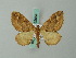  ( - BC ZSM Lep 62664)  @13 [ ] CreativeCommons - Attribution Non-Commercial Share-Alike (2012) Axel Hausmann/Bavarian State Collection of Zoology (ZSM) SNSB, Zoologische Staatssammlung Muenchen