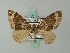  (Cosmorhoe argentilineata - BC ZSM Lep 62674)  @11 [ ] CreativeCommons - Attribution Non-Commercial Share-Alike (2012) Axel Hausmann/Bavarian State Collection of Zoology (ZSM) SNSB, Zoologische Staatssammlung Muenchen