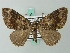  (Cosmorhoe chalybearia - BC ZSM Lep 62675)  @13 [ ] CreativeCommons - Attribution Non-Commercial Share-Alike (2012) Axel Hausmann/Bavarian State Collection of Zoology (ZSM) SNSB, Zoologische Staatssammlung Muenchen
