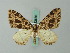  ( - BC ZSM Lep 62676)  @13 [ ] CreativeCommons - Attribution Non-Commercial Share-Alike (2012) Axel Hausmann/Bavarian State Collection of Zoology (ZSM) SNSB, Zoologische Staatssammlung Muenchen