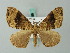  ( - BC ZSM Lep 62688)  @13 [ ] CreativeCommons - Attribution Non-Commercial Share-Alike (2012) Axel Hausmann/Bavarian State Collection of Zoology (ZSM) SNSB, Zoologische Staatssammlung Muenchen