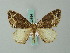 ( - BC ZSM Lep 62694)  @14 [ ] CreativeCommons - Attribution Non-Commercial Share-Alike (2012) Axel Hausmann/Bavarian State Collection of Zoology (ZSM) SNSB, Zoologische Staatssammlung Muenchen