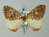  (Photoscotosia leechi - BC ZSM Lep 62704)  @11 [ ] CreativeCommons - Attribution Non-Commercial Share-Alike (2012) Axel Hausmann/Bavarian State Collection of Zoology (ZSM) SNSB, Zoologische Staatssammlung Muenchen