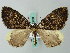  (Photoscotosia albapex - BC ZSM Lep 62709)  @11 [ ] CreativeCommons - Attribution Non-Commercial Share-Alike (2012) Axel Hausmann/Bavarian State Collection of Zoology (ZSM) SNSB, Zoologische Staatssammlung Muenchen