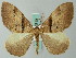  ( - BC ZSM Lep 62710)  @14 [ ] CreativeCommons - Attribution Non-Commercial Share-Alike (2012) Axel Hausmann/Bavarian State Collection of Zoology (ZSM) SNSB, Zoologische Staatssammlung Muenchen